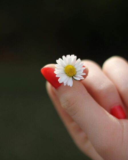 Person with red manicure holding white petal flower